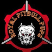 RoyalPitbullpups5685