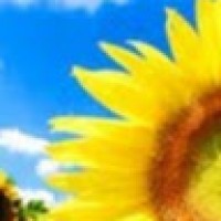 СветланаСлива7458