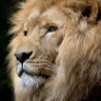 chandrasekharKommi7346