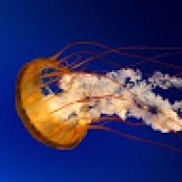 mosszabk00108951663201029